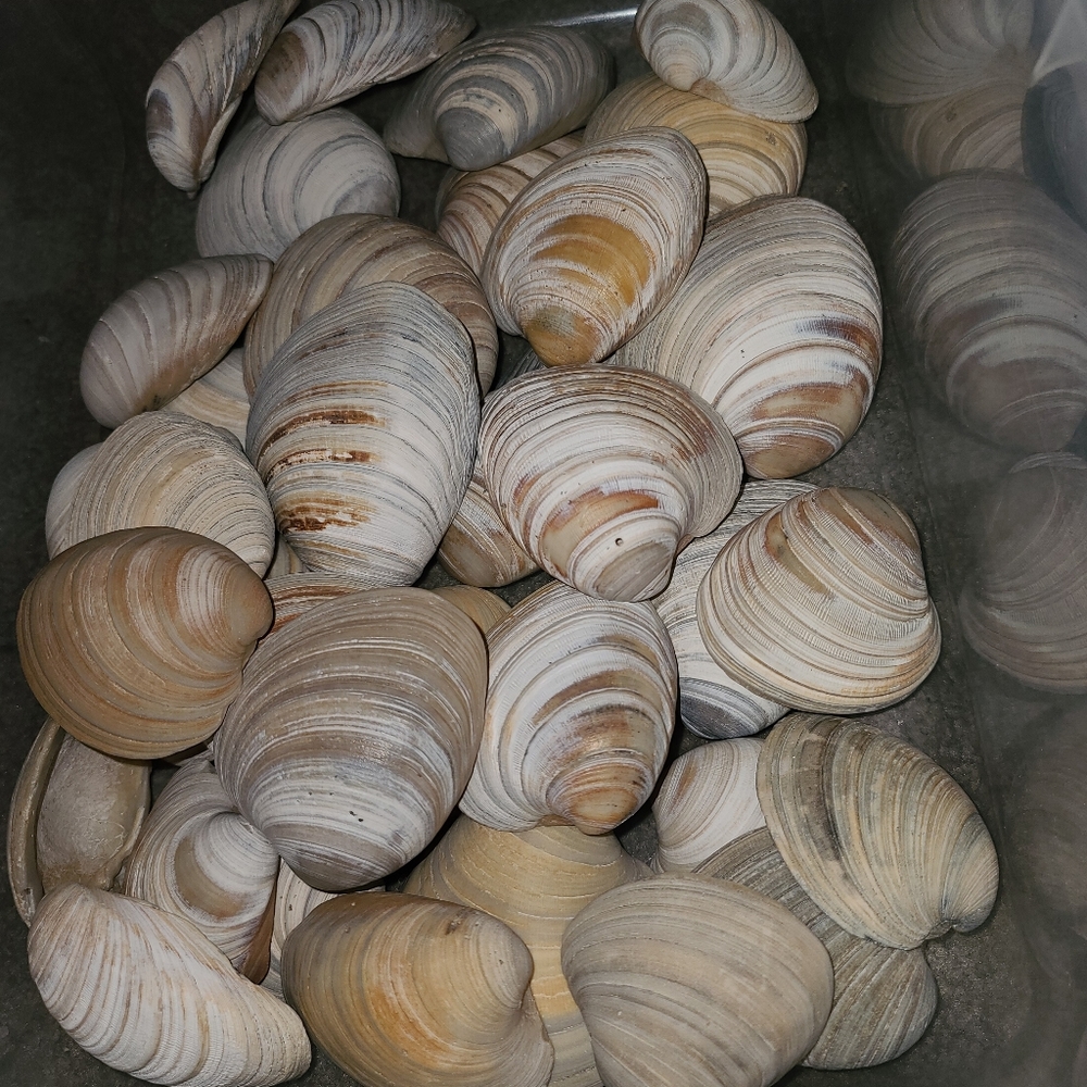 3 Random Natural Venus Clam Shells - Picture 4 of 10